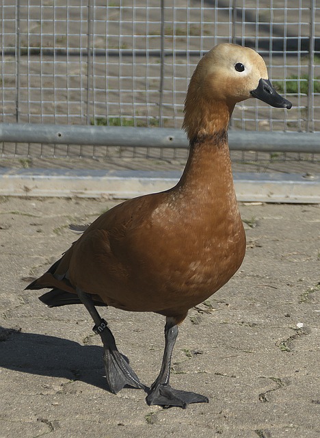 分手